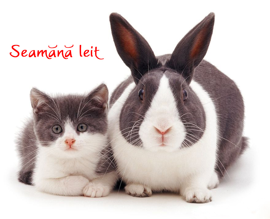 Seamana leit